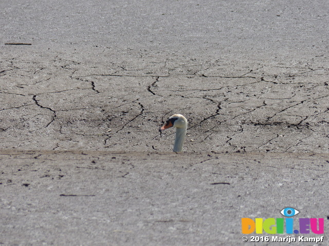 FZ029542 Swan swimming through mud flats